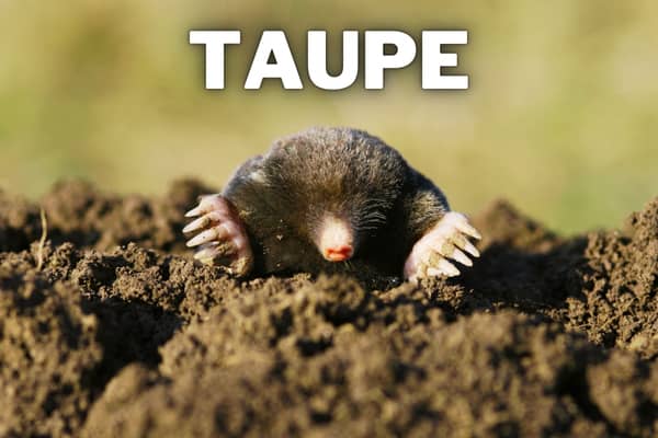 taupe