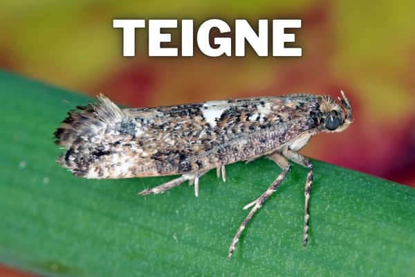 teigne