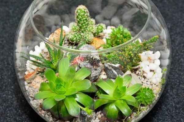 terrarium cactus