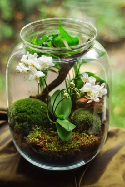 terrarium orchidee