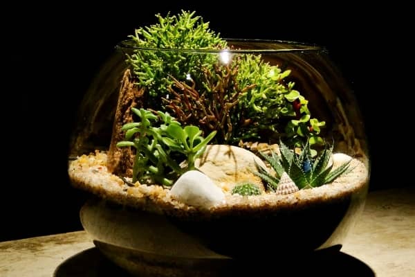 Terrarium bocal en verre fermé - créer un mini jardin - PRÊT A JARDINER