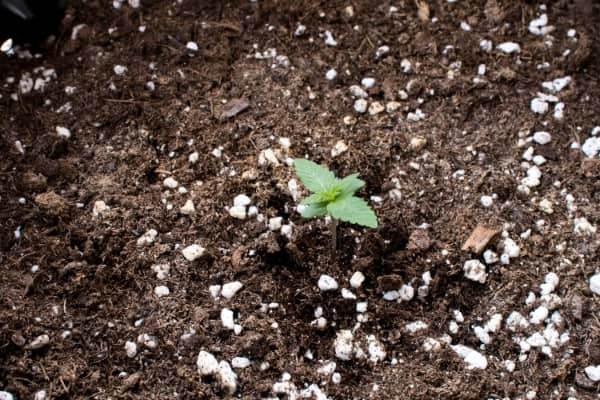 Perlite de qualité horticole - Toutes quantités