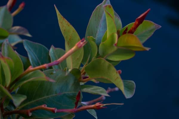 tige et bourgeons de mandevilla