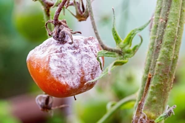 tomate atteinte par la pourriture grise botrytis