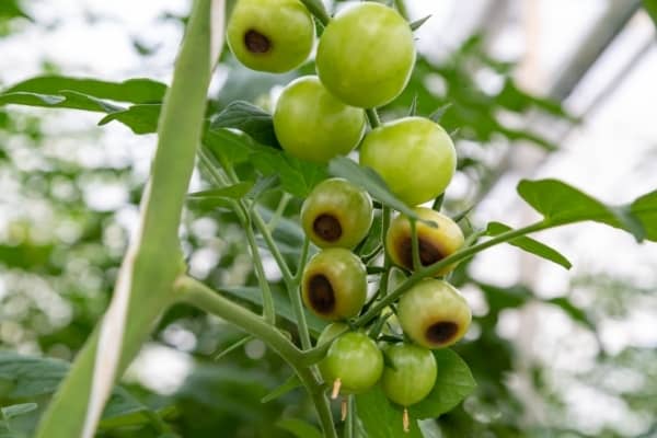 tomate carence en calcium