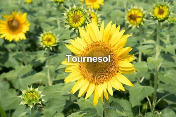 tournesol engrais vert