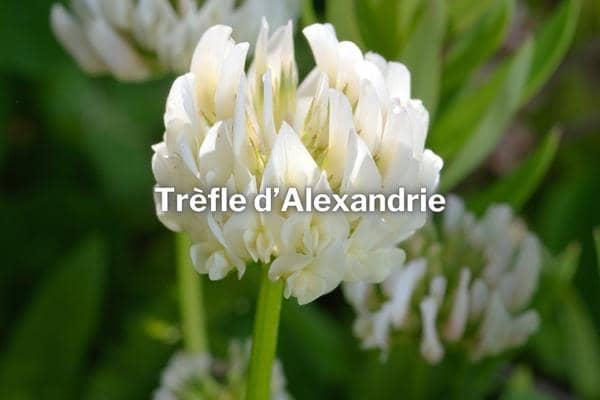 trefle d alexandrie