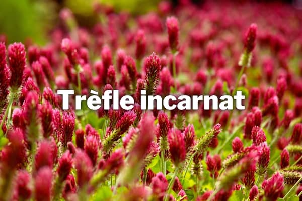 trefle incarnat engrais vert