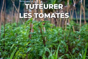 plants de tomates tuteurés sur des piquets en bois au potager