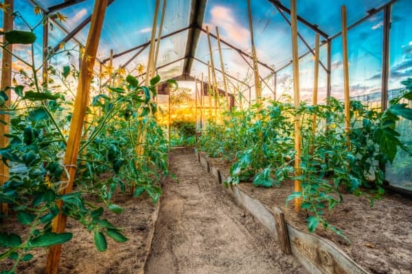 tuteurs a tomate en bois en permaculture