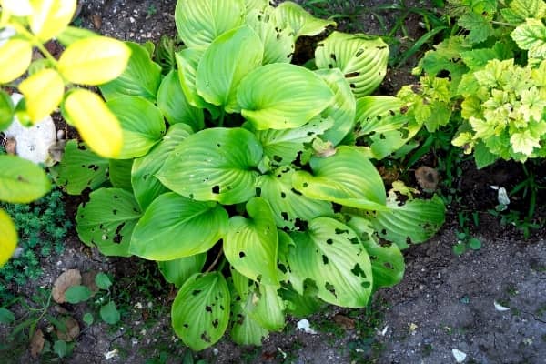 un hosta qui se fait attaquer par les limaces