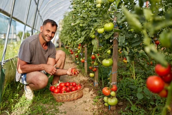 une culture avec un engrais naturel tomate