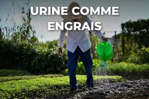 jardinier arrosant ses planches de légumes, comme pour un apport d'urine diluée en engrais