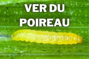 ver du poireau