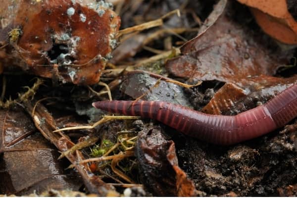 LOMBRICOMPOST - Amendement naturel UAB