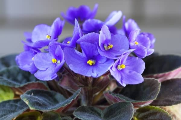 violette africaine saintpaulia ionantha