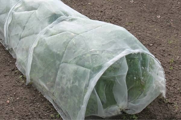 Serre de protection hivernale pour plantes gélives