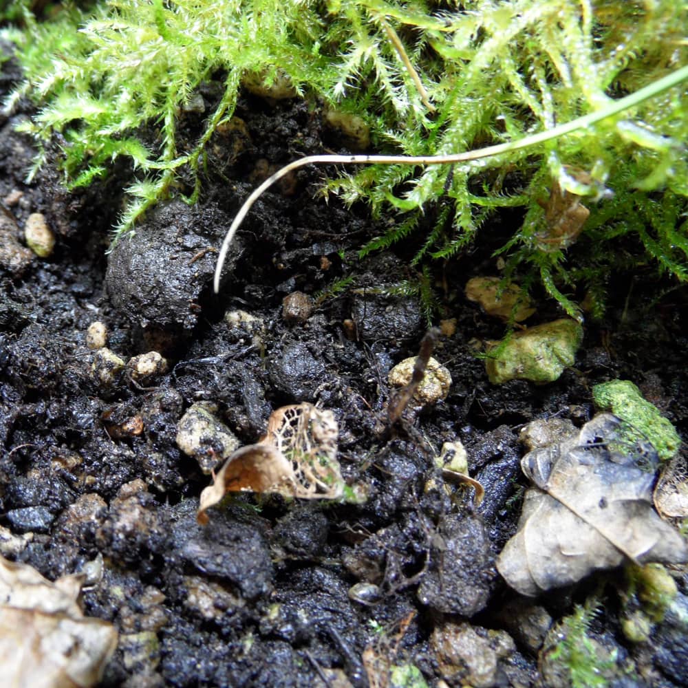 Billes d'argile - matériel pour plantes carnivores, orchidée, terrarium